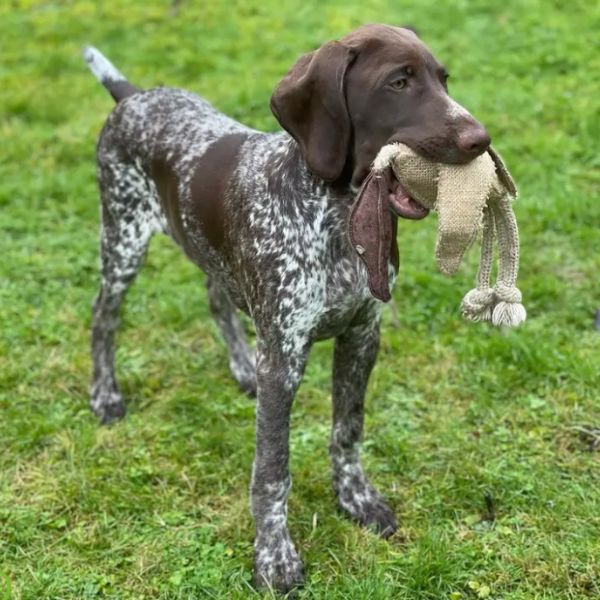 Green & Wilds Eco Dog Toy - Desmond the Duck