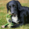 Green & Wilds Eco Dog Toy - Francois Le Frog