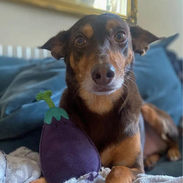 Green & Wilds Eco Dog Toy - Austin the Aubergine